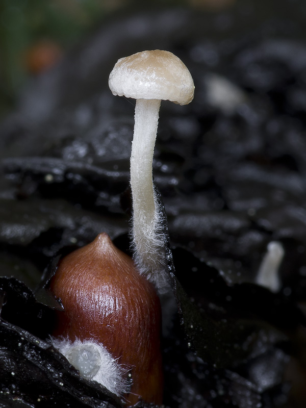 Collybia tuberosa